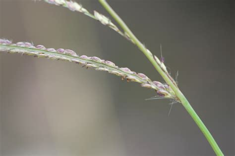 Vasey Grass From Bastrop Texas United States On December At