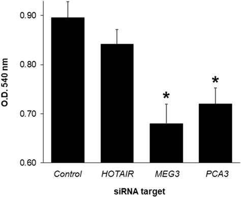 Effect Of Sirna Silencing Of Lncrnas On Proliferation Of A Cultured