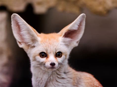 Brown Fennec Fox Fennec Animals Hd Wallpaper Wallpaper Flare