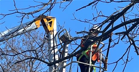 Tree Trimming Pruning Chipping Splitting Removal And Stump Grinding