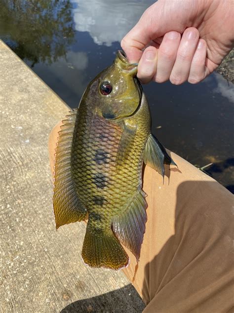 Spotted Tilapia From Cocoplum Waterway North Port Fl Us On November