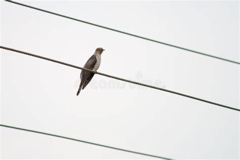 Common Hawk Cuckoo Or Brain Fever Bird Stock Photo Image Of Brain