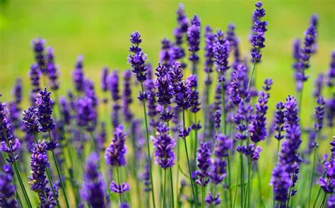 Growing Organic Lavender In Pots And Containers Gardening Tips