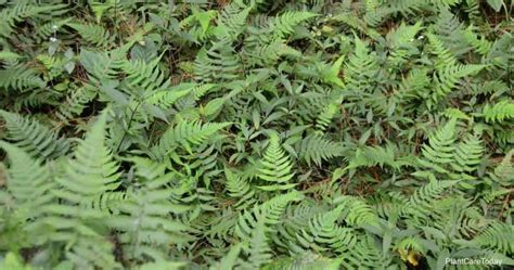 Lady Fern Care How To Grow Athyrium Filix Femina