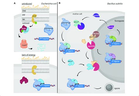 Regulated Proteolysis In The Modulation Of Alternative σ Factor