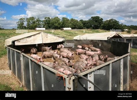 Finishing Pigs In Outdoor Pens Stock Photo Alamy