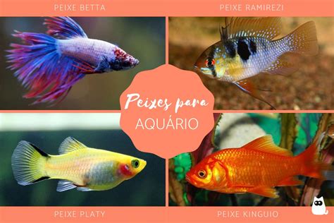 15 Peixes De Água Doce Para AquÁrio Tipos Nomes E Fotos