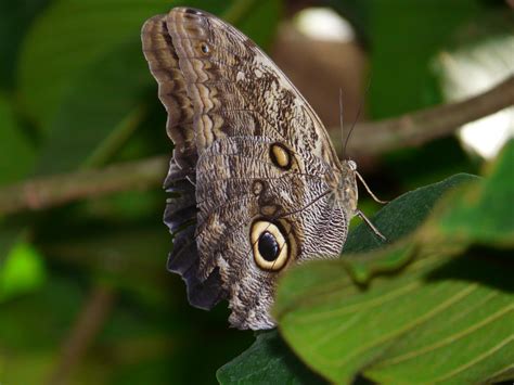 Banco De Imagens Natureza Asa Folha Flor Mosca Animais Selvagens