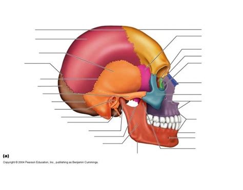 Diagram Of A P Skull Quizlet