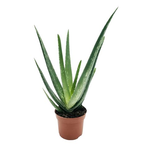 Aloes Leczniczy Aloe Vera Roslinydomowe Pl