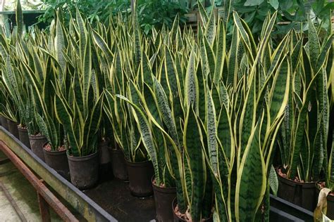 Repotting Snake Plants The Complete How To Guide