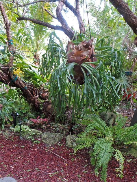 Staghorn Fern Platycerium Bifurcatum Wisconsin Horticulture