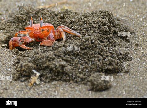 Ghost Crab Behavior