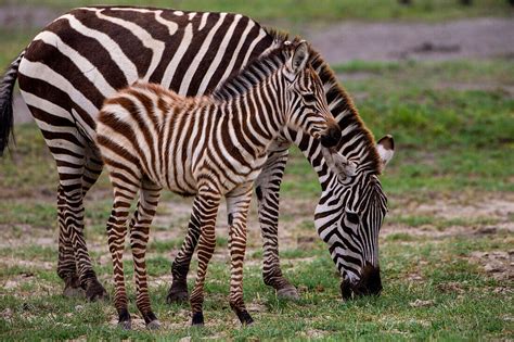 Africa Tanzania Female Zebra Equus License Image