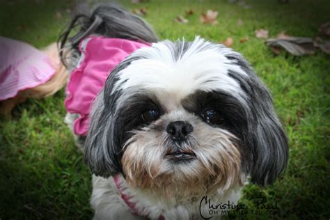 My Little Fat To Fit Dog Week 1 Oh My Shih Tzu