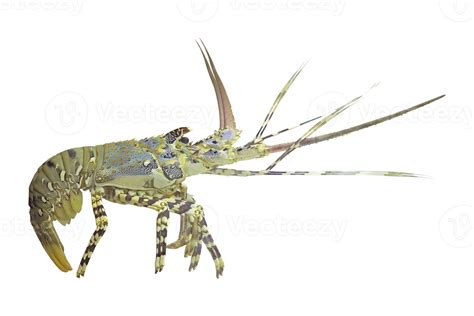 lobster PNG transparent 21432901 PNG