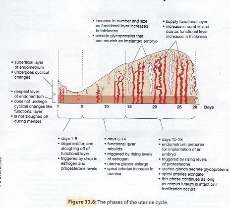 33.6 the uterine cycle Diagram | Quizlet