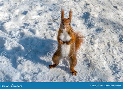 Red squirrel in snow stock photo. Image of park, wildlife - 114619388