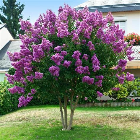 Purple crepe myrtle tree lagerstroemia indica catawba seeds – Artofit