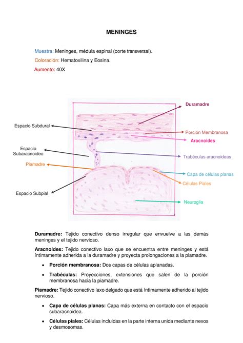 S6 Morfohistología 2 4 Semana 6 Láminas de histología MENINGES