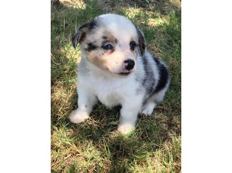 Male Aussie-Corgi Puppies for sale Phoenix - Puppies for Sale Near Me