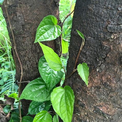 Betel Leaf Plant - Amulya Farms & Nursery