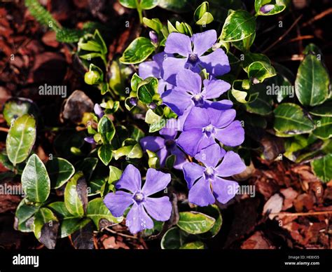 Vinca Minor Ralph Schubert Lesser Periwinkle Dwarf Periwinkle