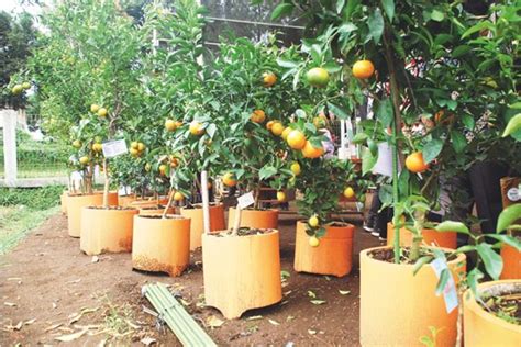 Kiat Melebatkan Buah Jeruk Dalam Pot Trubus