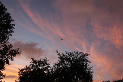 Free Images Tree Nature Cloud Sky Sun Sunrise Sunset Sunlight