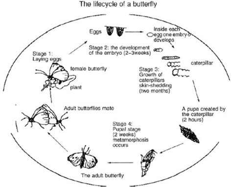 The diagram below shows the lifecycle of the butterfly.