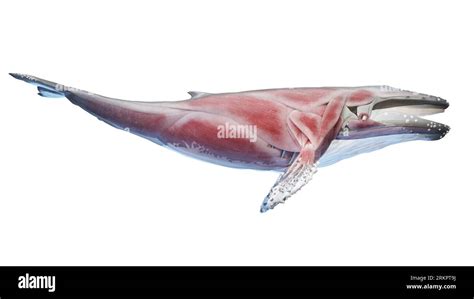 Whale anatomy, illustration Stock Photo - Alamy