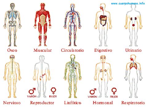 Sistemas Del Cuerpo Humano Funciones Y Aparatos Images