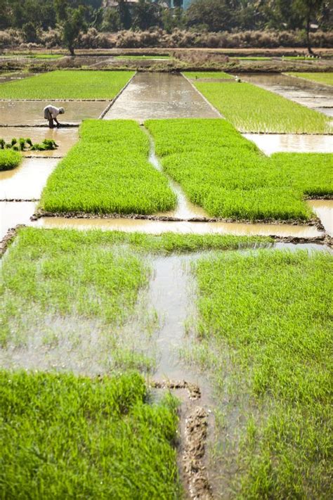 Champ De Riz Les Agriculteurs De L Inde Cultivent La Figue Plantations