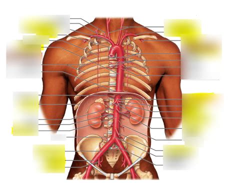 Aortic Branches And Abdominal Vasculature Diagram Quizlet