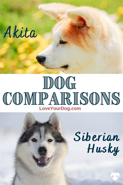 Akita Vs Siberian Husky Comparing Breed Differences Similarities Artofit