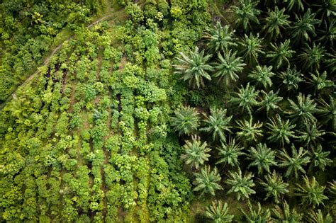 Aerial View Of Palm Oil Plantation Next To A Restoration Site In