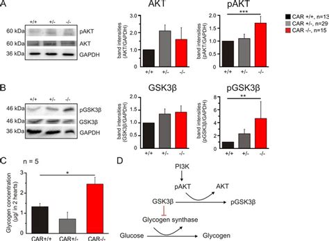 26 Increased Phosphorylation Of Akt And Gsk3β Induced Glycogen