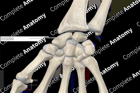 Scaphoid Bone Anatomy