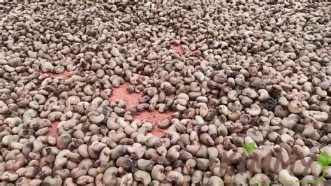 SUN DRYING Raw Cashew Nuts RCN From Kimmy Farm Factory Yard YouTube