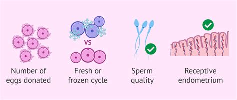 Factors Affecting Success Rates In IVF With Donor Eggs