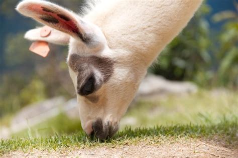 Premium Photo Close Up Of A Alpaka On Field