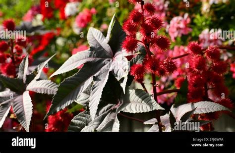 Castor bean flower Stock Videos & Footage - HD and 4K Video Clips - Alamy