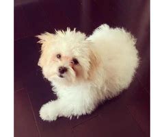 Shichon puppies for sale near me - Puppies for Sale Near Me