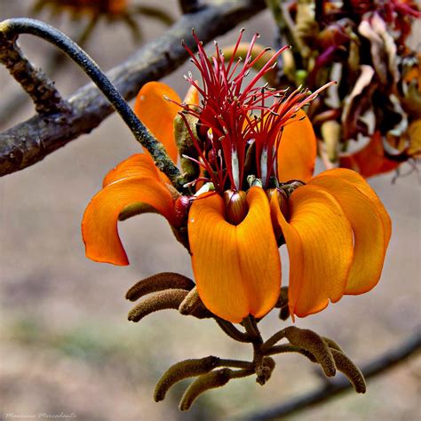 Erythrina Velutina Mulungu Erythrina Velutina Willd Fab Flickr