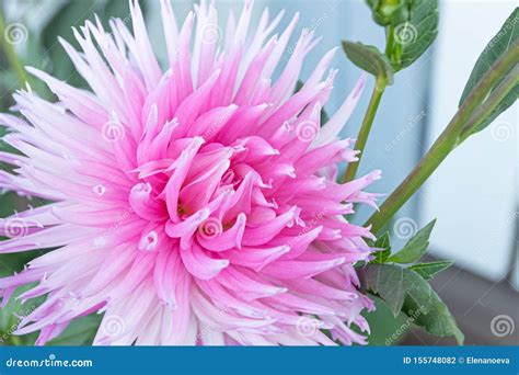 Beautiful Pink Dahlia Park Princess Flower In Summer Garden Stock Photo