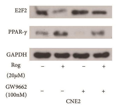 E2f2 And Ppar γ Expression In Cne1 And Cne2 Nasopharyngeal Carcinoma