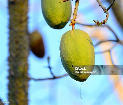 Kapok Tree Stock Photo Download Image Now Beauty In Nature Branch