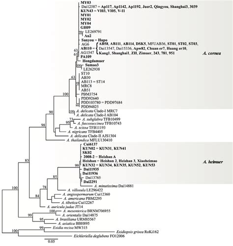 Phylograms Inferred From Maximum Likelihood Analyses Of ITS Sequences