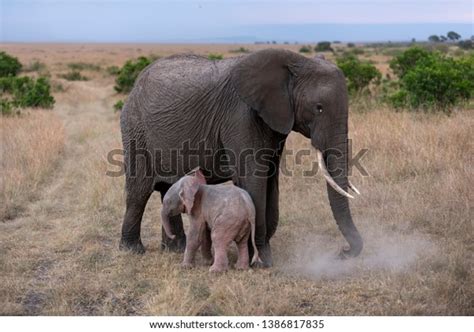 Extreme Rare Albino African Elephant Baby Stock Photo 1386817835 | Shutterstock