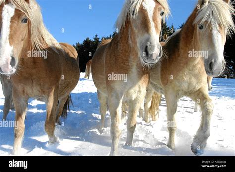 Haflinger Horse Tirol Austria Stock Photo Alamy